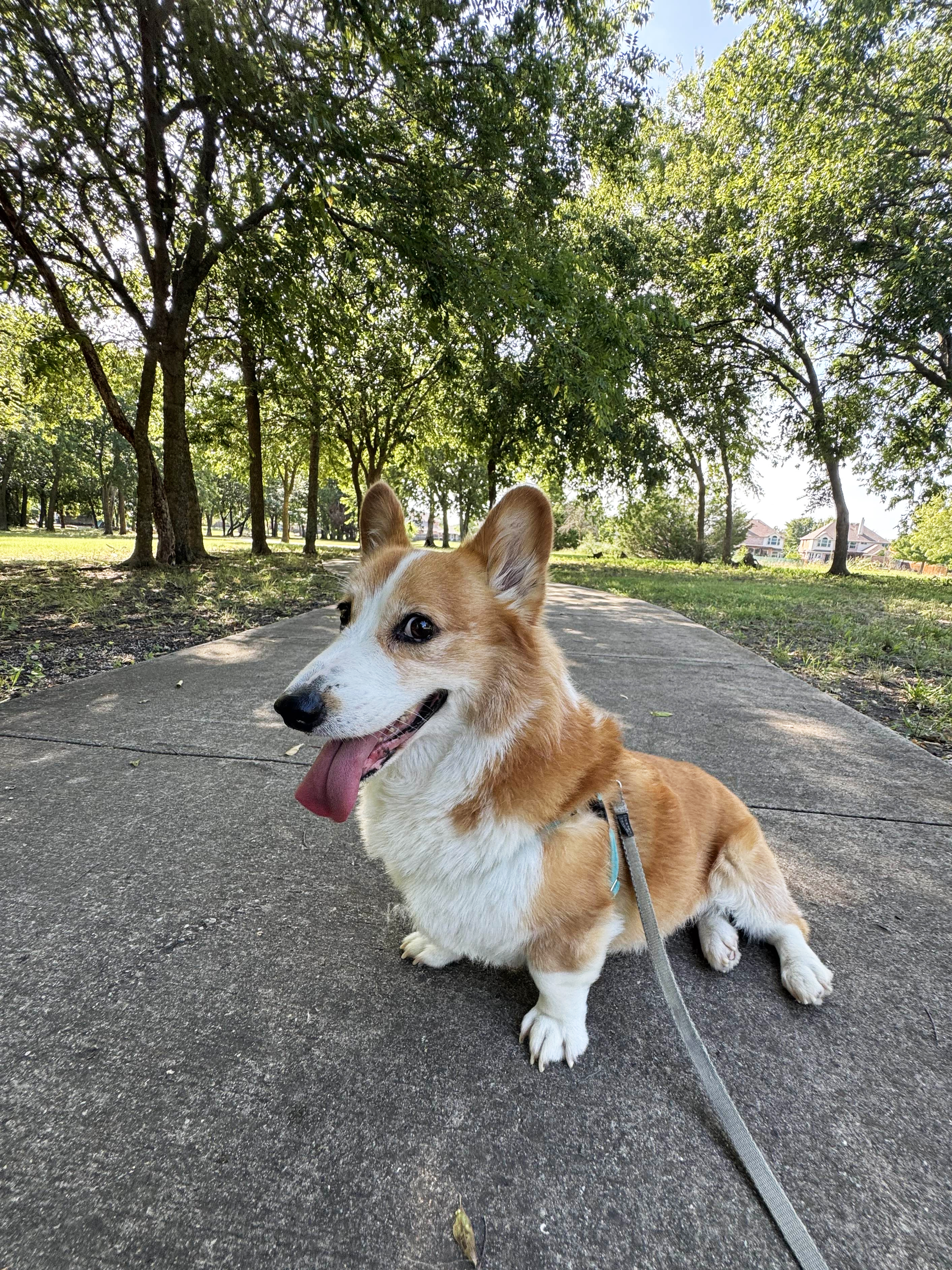 Prosper dog walker with happy dog outdoors