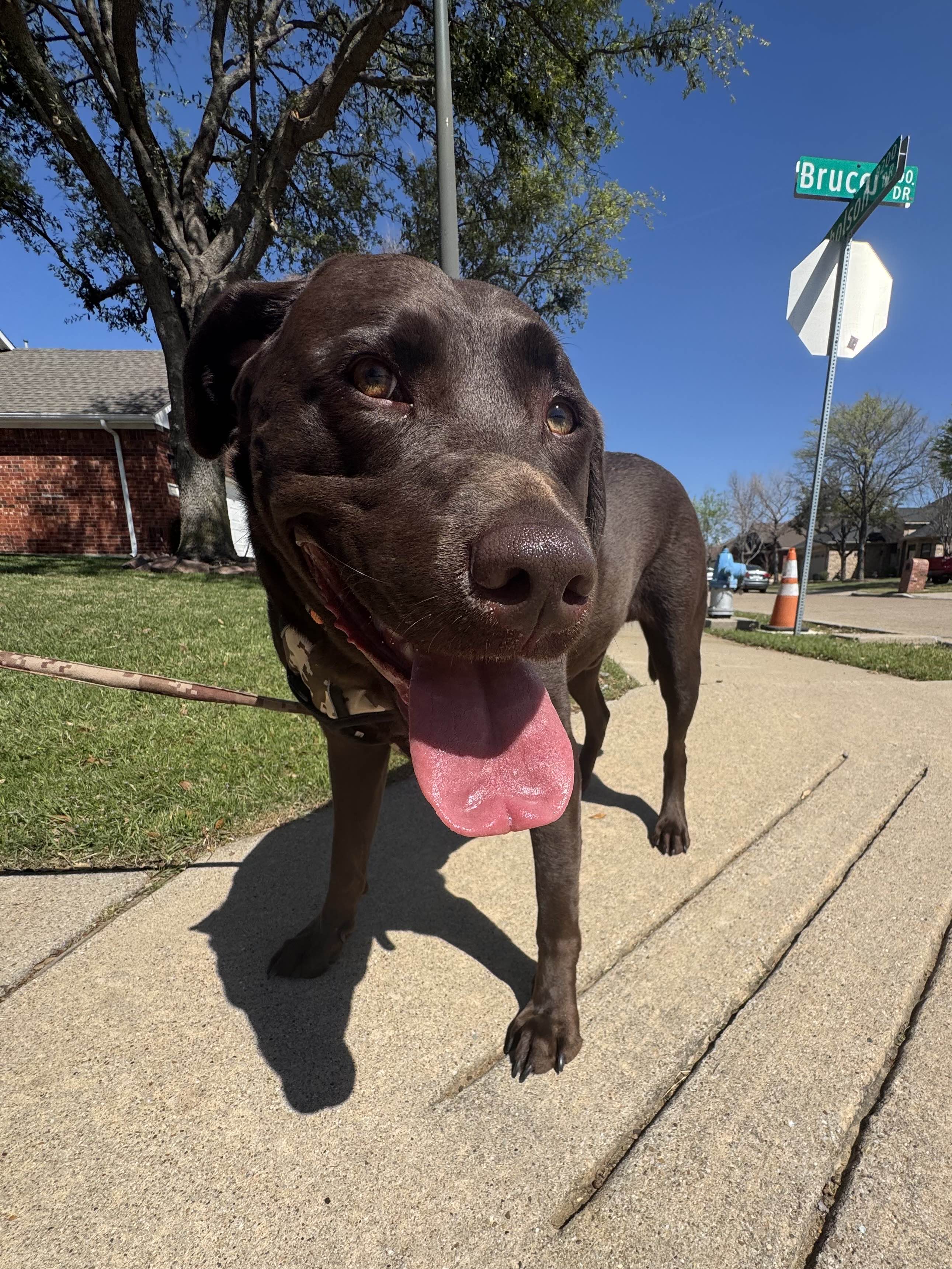 Dog receiving care in Prosper Texas