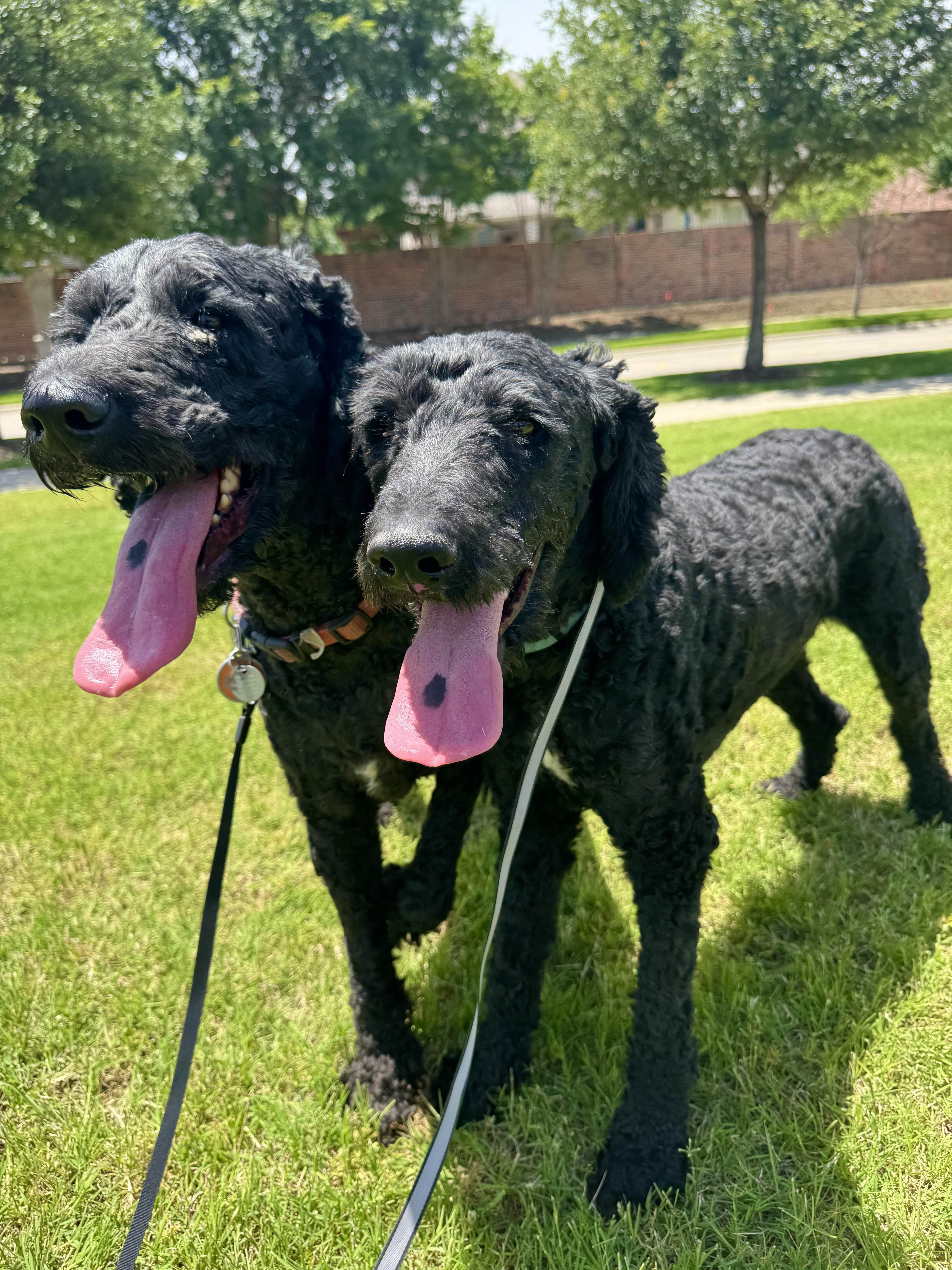 Happy dog outdoors in Prosper Texas