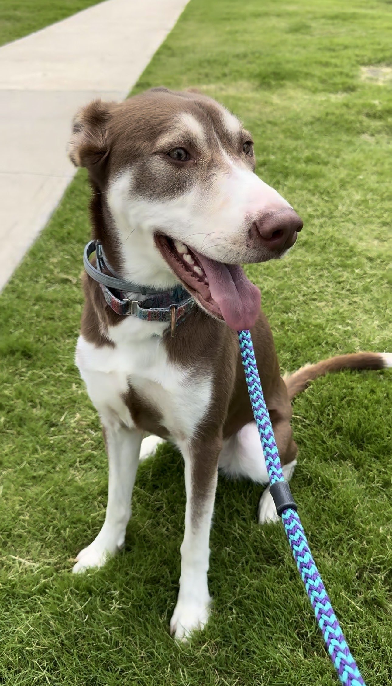 Trusted pet care in Prosper Texas